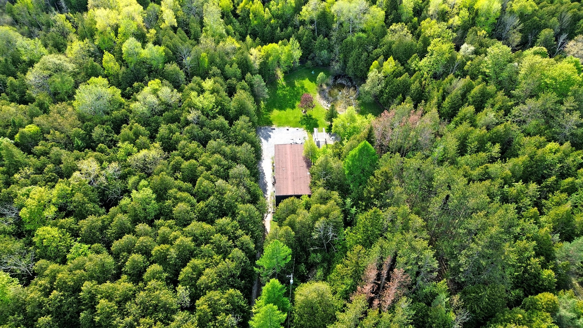 Forest trails near Eden Mills