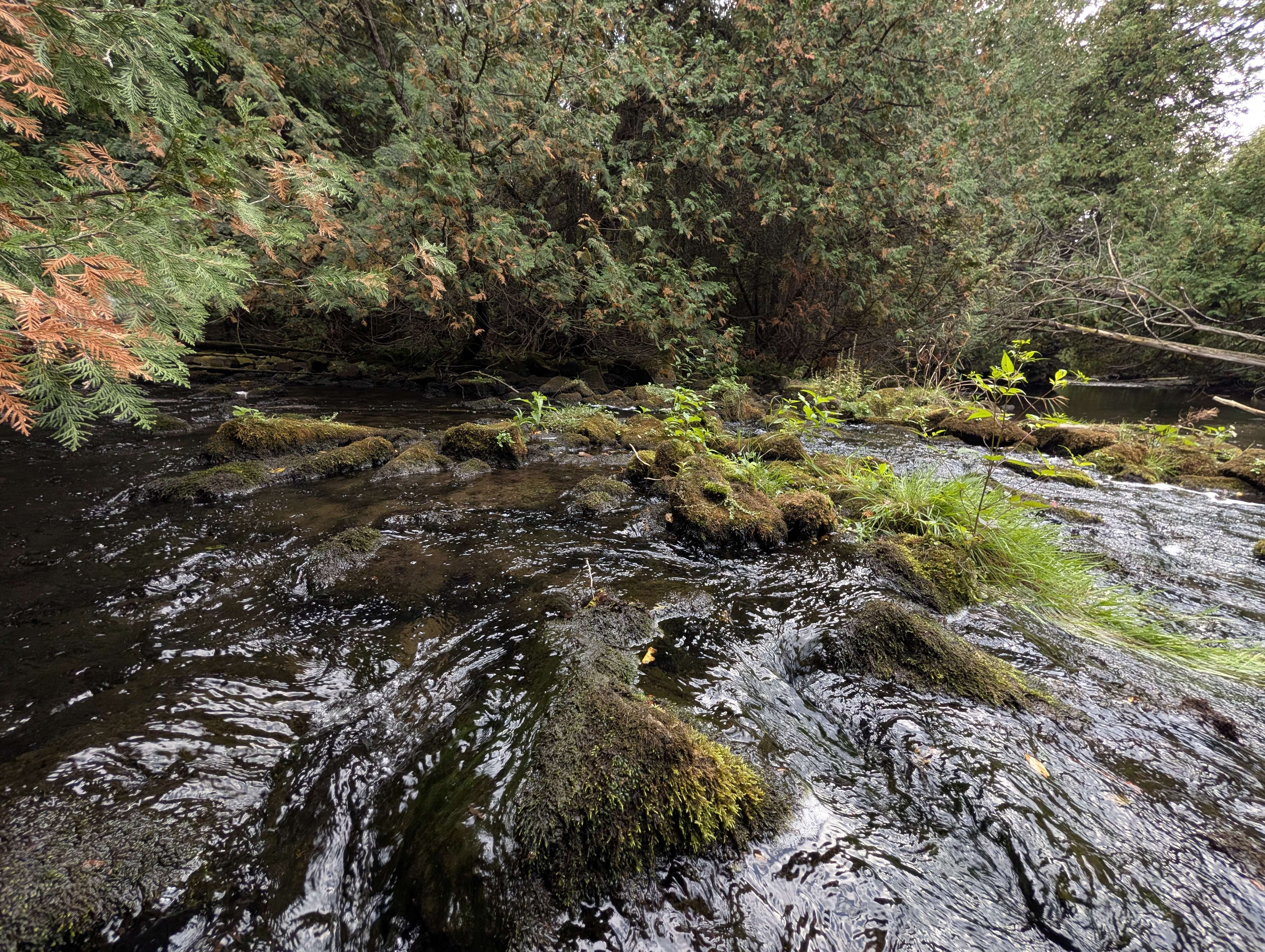 The bank of the Eramosa River beneath overhanging cedars