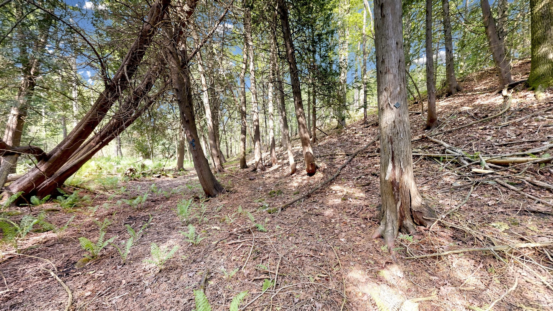 Maple trees on a forested hillside, ready to tap for syrup