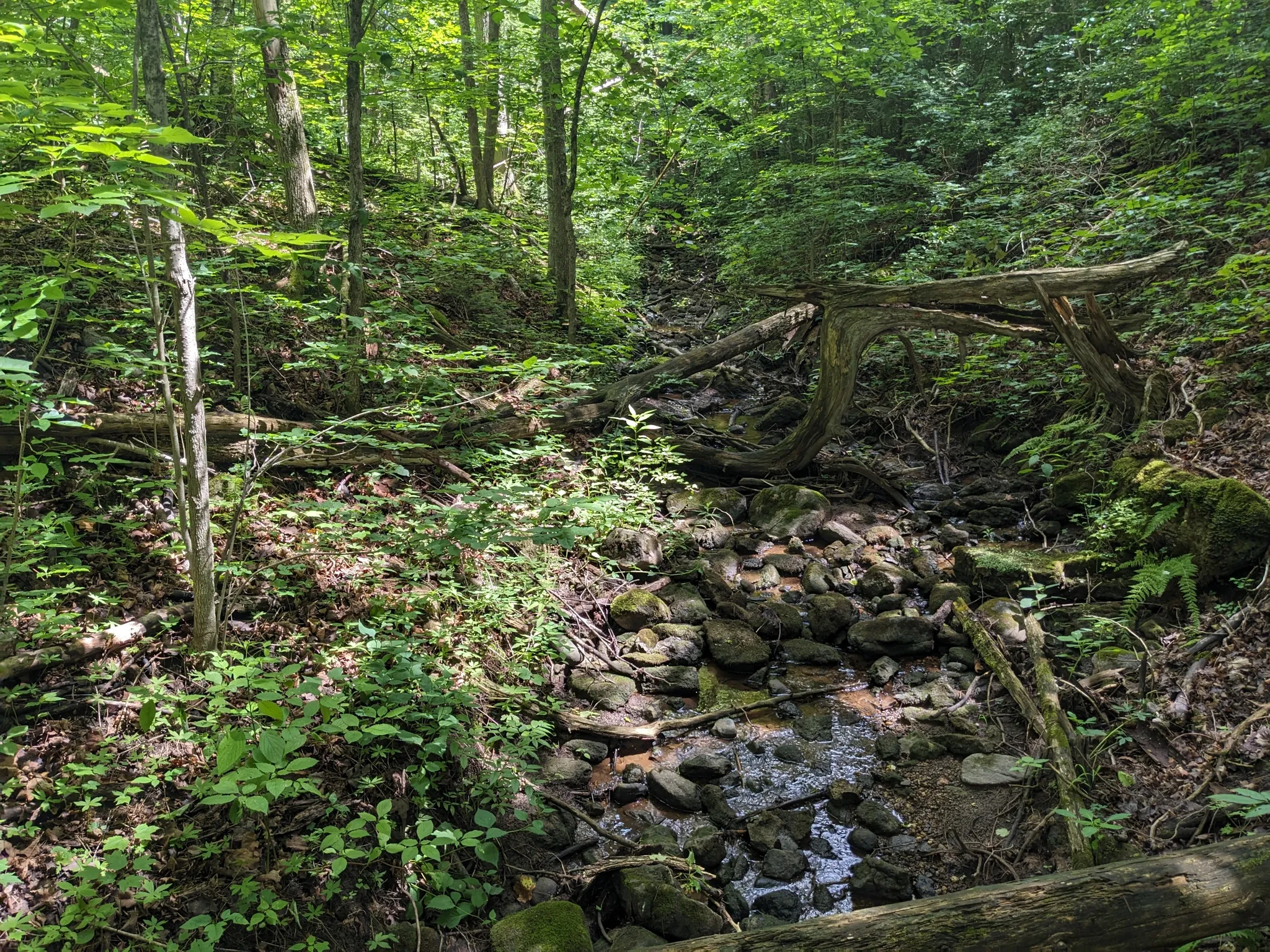 Blue Springs Side Trail in Eden Mills — a mossy creek ravine with fallen logs and lush vegetation
