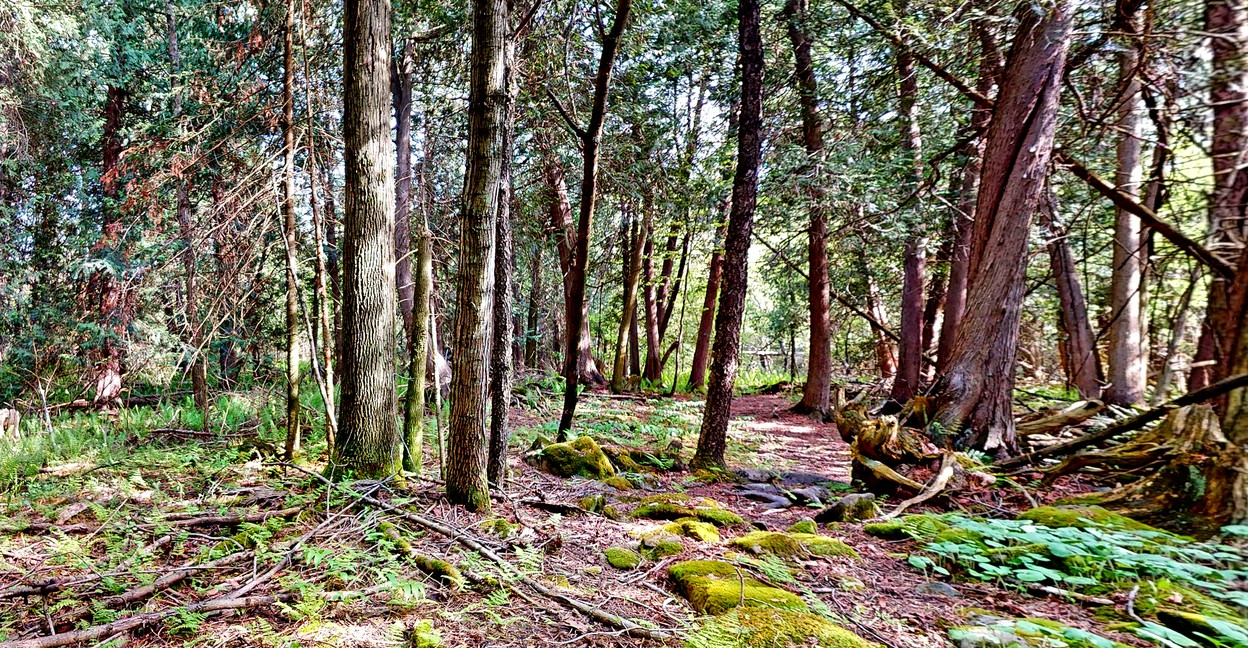 Forest trails winding through managed pine and hardwood near Eden Mills