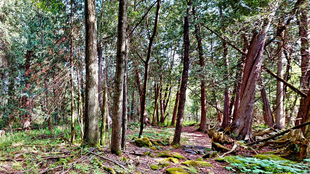 Mossy rocks and ferns on the forest floor of the private trail at 44 Edgewood Road