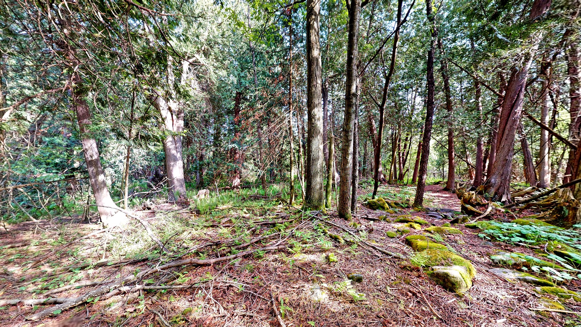 Mossy rocks and ferns on the forest floor of the private trail at 44 Edgewood Road
