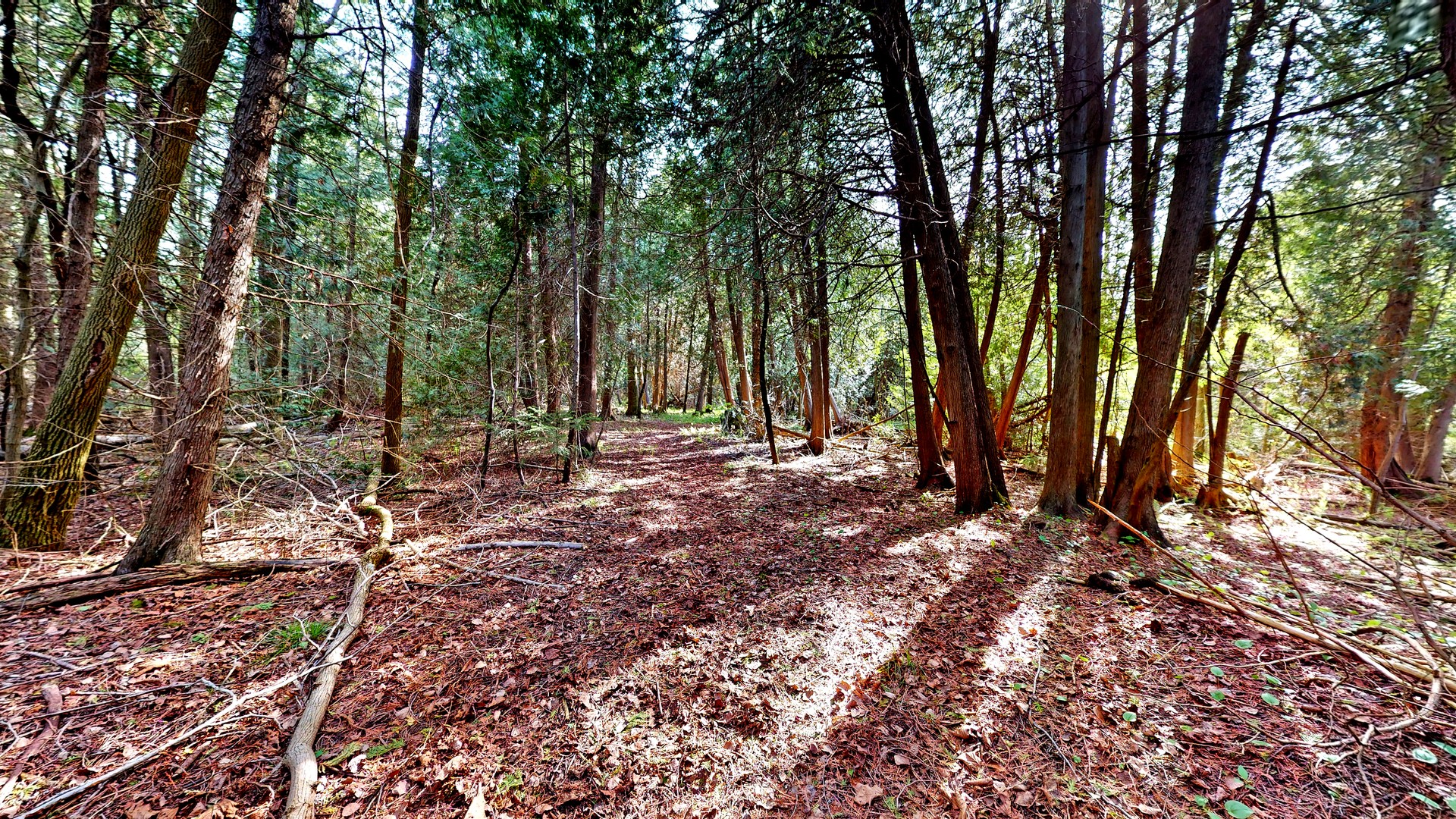 A private trail winding through cedar and hardwood forest on the property at 44 Edgewood Road, Eden Mills